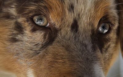 Ik verzamel geen botten.